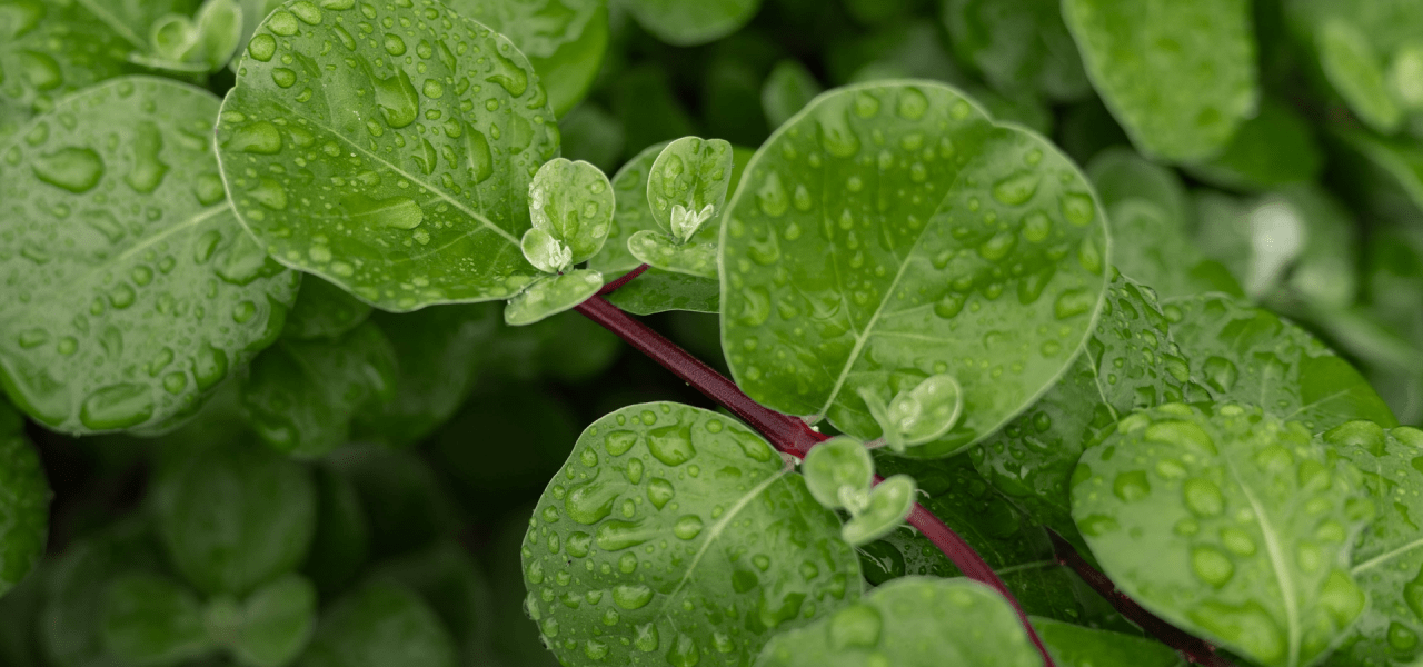 A bunch of dewy leaves